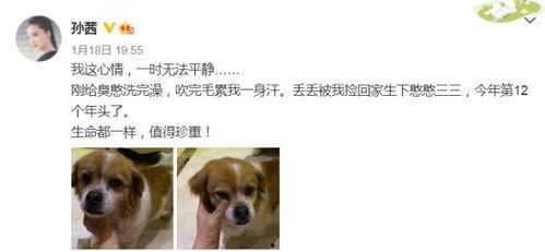 娱乐圈吃瓜小狗小说免费阅读,吃瓜小狗的甜蜜复仇之旅